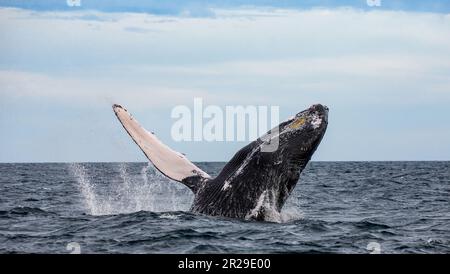 Hüpfender Buckelwal (Megaptera novaeangliae). Mexiko. Das Meer von Cortez. Kalifornische Halbinsel. Stockfoto