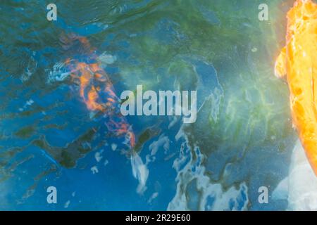 Wunderschöner Blick auf abstrakten Wasserhintergrund mit schwimmenden Fischen. Stockfoto