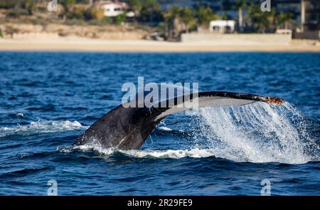 Schwanz des Buckelwals (Megaptera novaeangliae) vor dem Hintergrund der mexikanischen Küste. Mexiko. Das Meer von Cortez. Kalifornische Halbinsel. Stockfoto