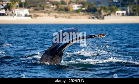 Schwanz des Buckelwals (Megaptera novaeangliae) vor dem Hintergrund der mexikanischen Küste. Mexiko. Das Meer von Cortez. Kalifornische Halbinsel. Stockfoto