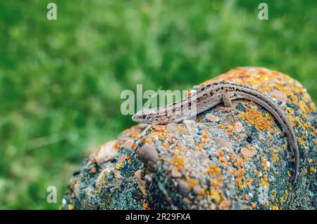 Die Sandechse sitzt auf einem Stein vor dem Hintergrund von grünem Gras. Stockfoto