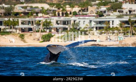 Schwanz des Buckelwals (Megaptera novaeangliae) vor dem Hintergrund der mexikanischen Küste. Mexiko. Das Meer von Cortez. Kalifornische Halbinsel. Stockfoto