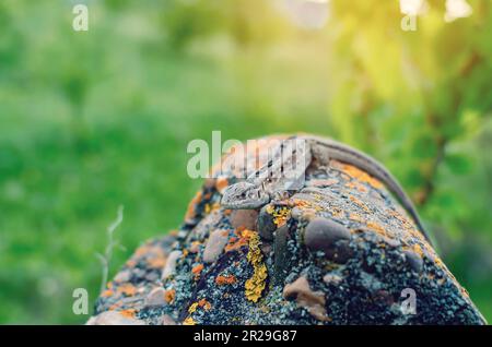 Die Sandechse sitzt auf einem Stein vor dem Hintergrund von grünem Gras. Stockfoto