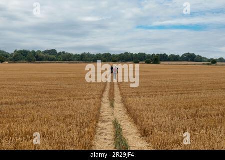 Blick über ein Feld mit frisch geerntetem Weizen, nur noch Strohhalme, auf dem Fußweg des Cotswolds Way in England, der das Feld mit s kreuzt Stockfoto