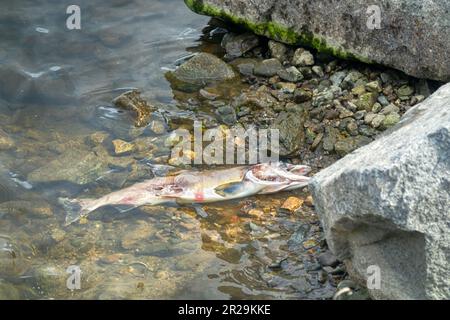 Lachs starb nach der Fortpflanzungsfunktion. Tierkörper von Fischen verrotten unter Wasser und bereichern den Fortpflanzungsfluss mit organischem Material. Meer von Okhotsk b Stockfoto