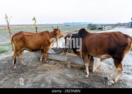 Rote und schwarze Kühe auf einem grasbedeckten Feld an einem hellen und sonnigen Tag in Bangladesch. Kühe, die an klaren Tagen Gras fressen Stockfoto