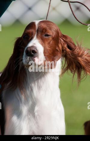 Irischer Rotschopf und Weißer Setter Nahaufnahme im Sonnenlicht Stockfoto