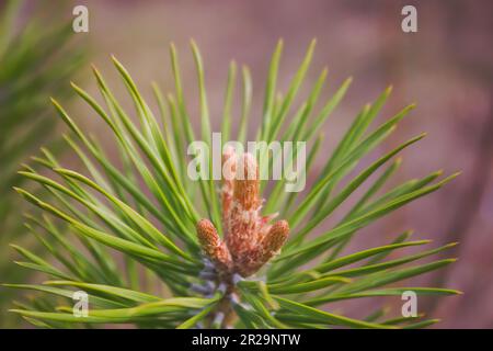 Detail der Blätter und Zweige von Zwarf Mountain Kiefer, Pinus mugo. Stockfoto