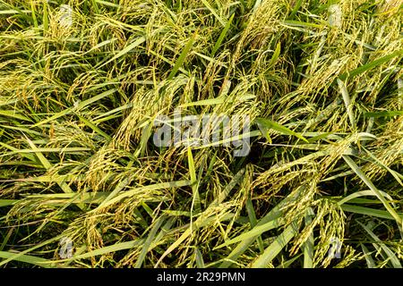 Rohreis mit wunderschönem grünen Hintergrund. Landwirtschaftliches Gebiet im Norden Bangladeschs Stockfoto