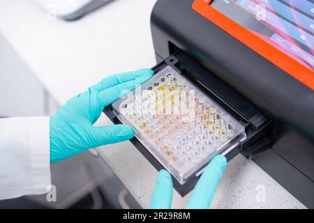 Wissenschaftler verwenden ein Mikrotiterplatten-Spektralphotometer, um DNA-Proben durch Einsetzen einer Mikrotiterplatte zu analysieren Stockfoto