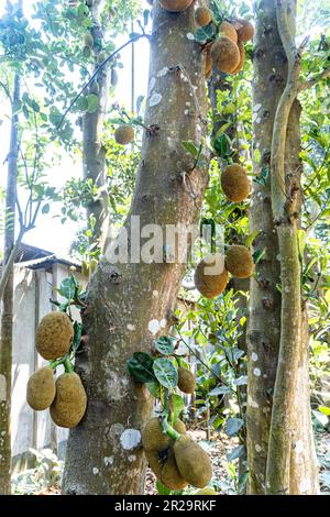 Asiatische Sommerfrüchte namens Jackfruit wissenschaftlicher Name Artocarpus heterophyllus. Ein Haufen Jack Fruits im Baum Stockfoto