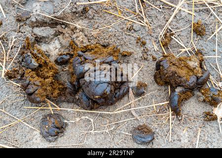 Kuhkot im Herbst im Dorf auf dem Feld. Natürlicher Kuhmist das ist Bio-Dünger aus Naturdünger Stockfoto