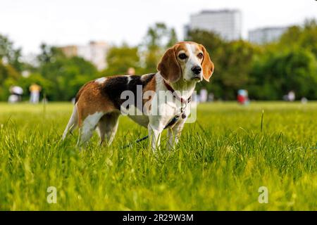 Beagle-Hund auf grünem Gras in einem Park Stockfoto