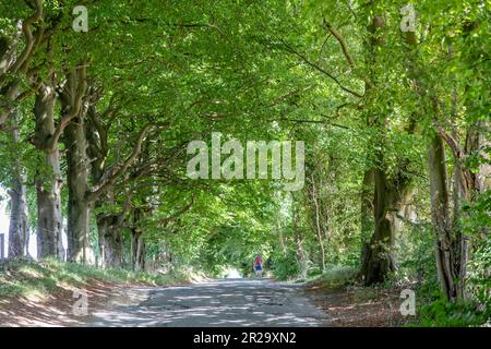Blick über eine Straße, Teil des öffentlichen Fußwegs Cotswolds Way in der Nähe von Cheltenham, Großbritannien, mit einem Wanderer, der sich zwischen Reihen von Bäumen auf beiden Seiten des Roas bewegt Stockfoto