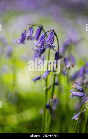 Der Fokus liegt auf Bluebells in Bluebell Wood, Forest in West Sussex UK. Stockfoto