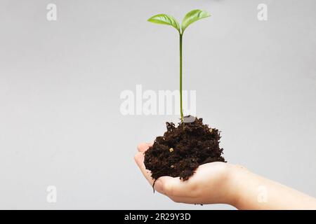 Kleine grüne Pflanze, die aus dem Boden wächst, und ein Kind, das sie mit Händen schützt, isoliert auf grauem Papierhintergrund. Stockfoto