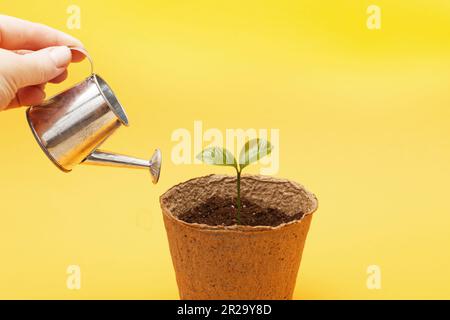 Kleiner Setzling in einem Haufen Erde. Weibliche Frau wässert von Hand einen Sprossen aus einem Spielzeugtränken, isoliert auf einem orangefarbenen gelben Hintergrund, geschlossen. Stockfoto