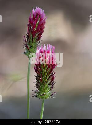 Trifolium incarnatum, zwei leuchtend rote Kleeköpfe, in erhabenem Sonnenlicht, aufrecht stehend auf einem neutralen Bokeh-Hintergrund im Frühling, Pennsylvania Stockfoto