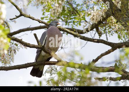 Gewöhnliche Holztaube (Columba palumbus), die auf einem Baum sitzt. Ausgewachsene Holztaube auf einem Baum. Stockfoto