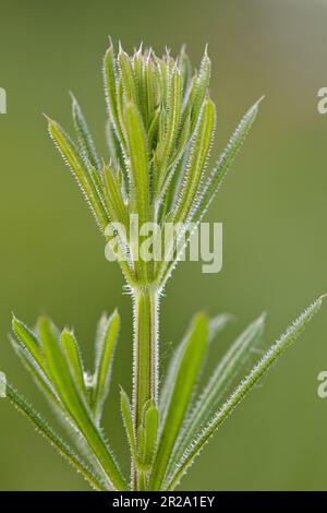 Galium-Aparin, Hackschnitzel, Catchweed, klebrige Weide, klebriges Gras, Auf grünem Hintergrund. Stockfoto