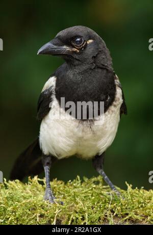 Eurasische Magpie (Pica Pica) Nahaufnahme Porträt. Vogel mit dunkelschwarzem Kopf und weißer Brust, Stock Image. Stockfoto