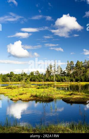 Landschaft im Schwarzwald. Schöner Wildsee im Naturschutzgebiet Kaltenbronn. Stockfoto