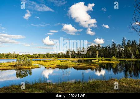 Landschaft im Schwarzwald. Schöner Wildsee im Naturschutzgebiet Kaltenbronn. Stockfoto