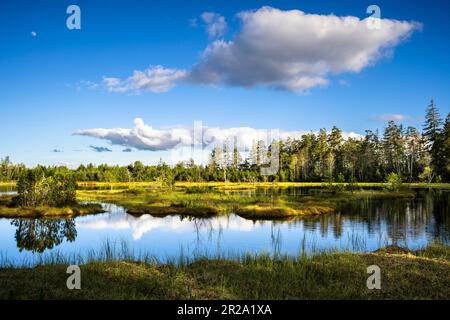 Landschaft im Schwarzwald. Schöner Wildsee im Naturschutzgebiet Kaltenbronn. Stockfoto