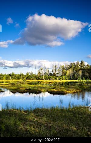 Landschaft im Schwarzwald. Schöner Wildsee im Naturschutzgebiet Kaltenbronn. Stockfoto