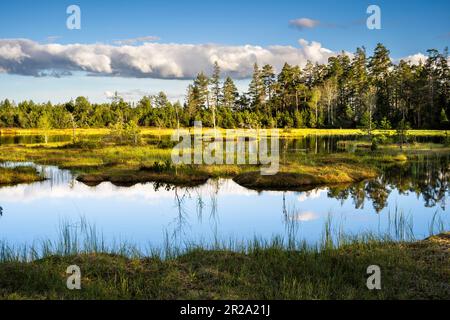 Landschaft im Schwarzwald. Schöner Wildsee im Naturschutzgebiet Kaltenbronn. Stockfoto