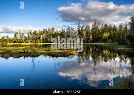 Landschaft im Schwarzwald. Schöner Wildsee im Naturschutzgebiet Kaltenbronn. Stockfoto