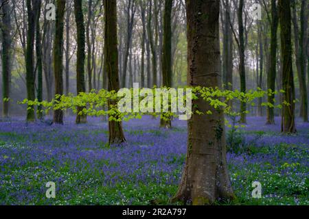 Frühlings-Bluebells in Wepham Woods, Angfering Park in der Nähe von Arundel in West Sussex Stockfoto