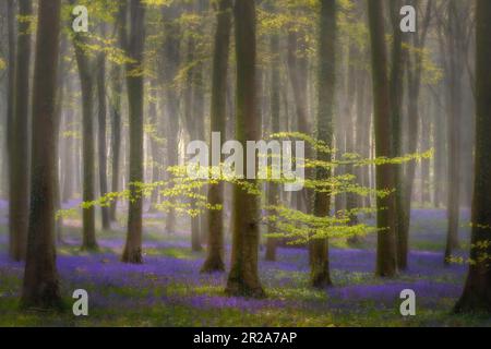 Frühlings-Bluebells in Wepham Woods, Angfering Park in der Nähe von Arundel in West Sussex Stockfoto