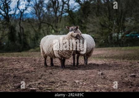 Zwei Schafe auf einem ausgetrockneten schlammigen Feld Stockfoto