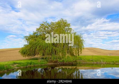 Neben einem kleinen Teich in der region palouse im Osten Washingtons steht ein Buschbaum. Stockfoto