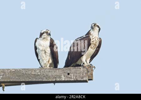 Zwei Fischadler sitzen auf Holzpfählen an einem Stab und suchen nach Essen in der Nähe von Sprague, Washington. Stockfoto