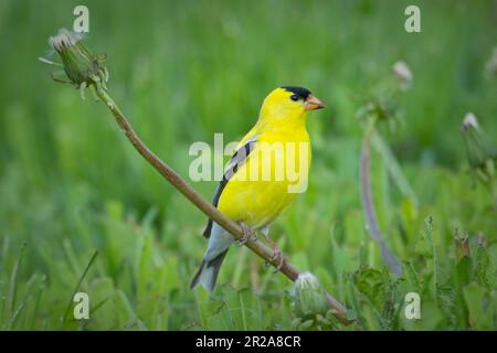 Ein kleiner und süßer amerikanischer Goldfink befindet sich auf dem Löwenzahn in einer grasbedeckten Gegend im Osten Washingtons. Stockfoto