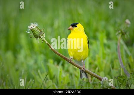 Ein kleiner und süßer amerikanischer Goldfink befindet sich auf dem Löwenzahn in einer grasbedeckten Gegend im Osten Washingtons. Stockfoto