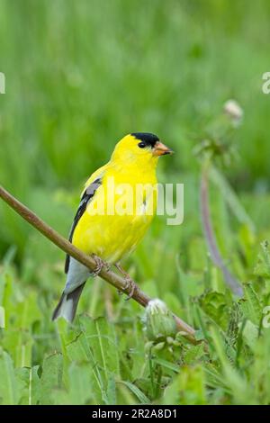 Ein kleiner und süßer amerikanischer Goldfink befindet sich auf dem Löwenzahn in einer grasbedeckten Gegend im Osten Washingtons. Stockfoto