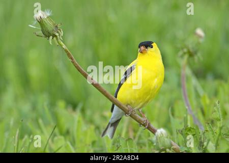 Ein kleiner und süßer amerikanischer Goldfink befindet sich auf dem Löwenzahn in einer grasbedeckten Gegend im Osten Washingtons. Stockfoto