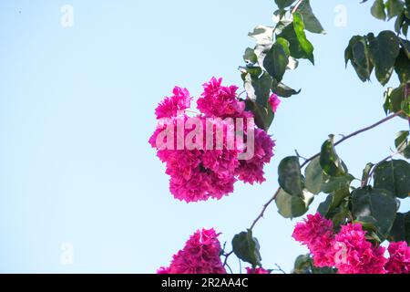 Nahaufnahme der rosafarbenen Krabbenblume mit isoliertem grünen und blauen Himmelshintergrund. Selektiver Fokus. Stockfoto