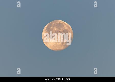 Nahaufnahme eines Vollmondes (98 % des Vollmondes) am frühen Morgen, gelb von der Sonne beleuchtet, mit bläulichem Himmel als Hintergrund Stockfoto