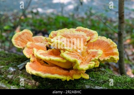 Aus nächster Nähe sehen Sie Laetiporus oder Hähnchen-Pilze (auch Hähnchenpilze oder Hähnchenpilze) auf gefallenem Baumstamm mit Moos Stockfoto
