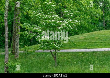 Ein kleiner koreanischer Hundeholzbaum mit weißen spitzen Blumen und blühendem Laub im späten Frühling Stockfoto