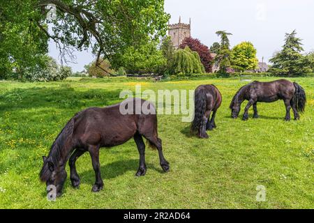 Pferde grasen auf einer Wiese neben der St. Marys Kirche im Severnside-Dorf Frampton on Severn, Gloucestershire, England Stockfoto