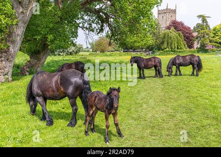 Pferde und ein junges Fohlen, das auf einer Wiese neben der St. Marys Kirche im Severnside-Dorf Frampton auf Severn, Gloucestershire, England weidet Stockfoto