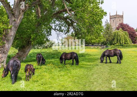 Pferde und ein junges Fohlen, das auf einer Wiese neben der St. Marys Kirche im Severnside-Dorf Frampton auf Severn, Gloucestershire, England weidet Stockfoto