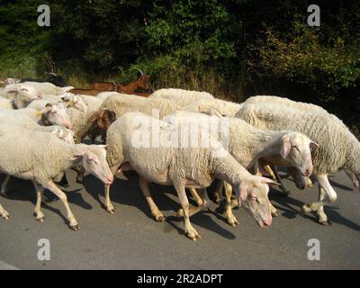 Eine Gruppe von Schafen läuft auf einer Asphaltstraße mit zwei Ziegen in der Gruppe. Stockfoto