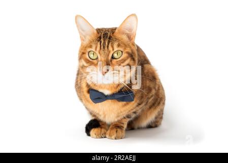 Die niedliche, elegante rote Katze sitzt in einer Fliege auf weißem Hintergrund. Stockfoto