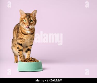 Eine bengalische Katze und eine Schüssel voller Trockenfutter auf einem farbigen Hintergrund. Speicherplatz kopieren. Stockfoto